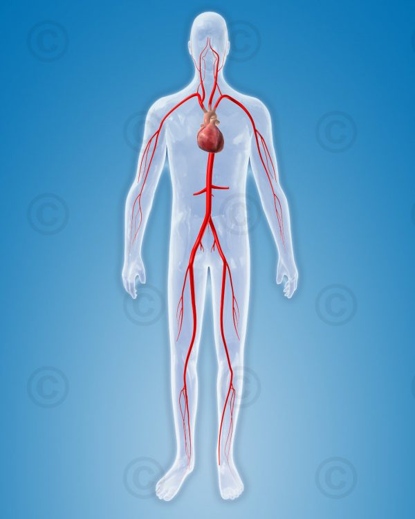 Arterial system of the human body - MedicalGraphics