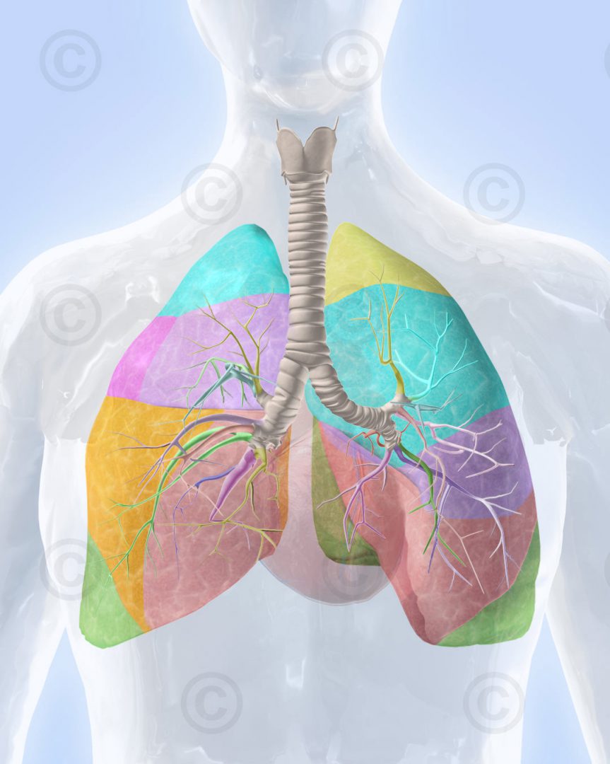 Lung and bronchii - MedicalGraphics