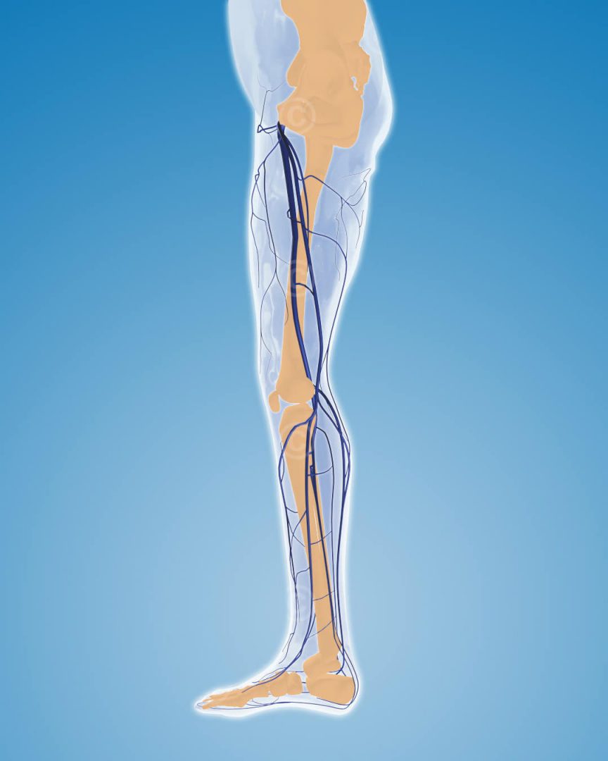 Veins human leg - MedicalGraphics