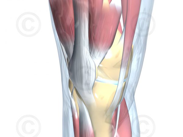 Anatomy of human knee - MedicalGraphics