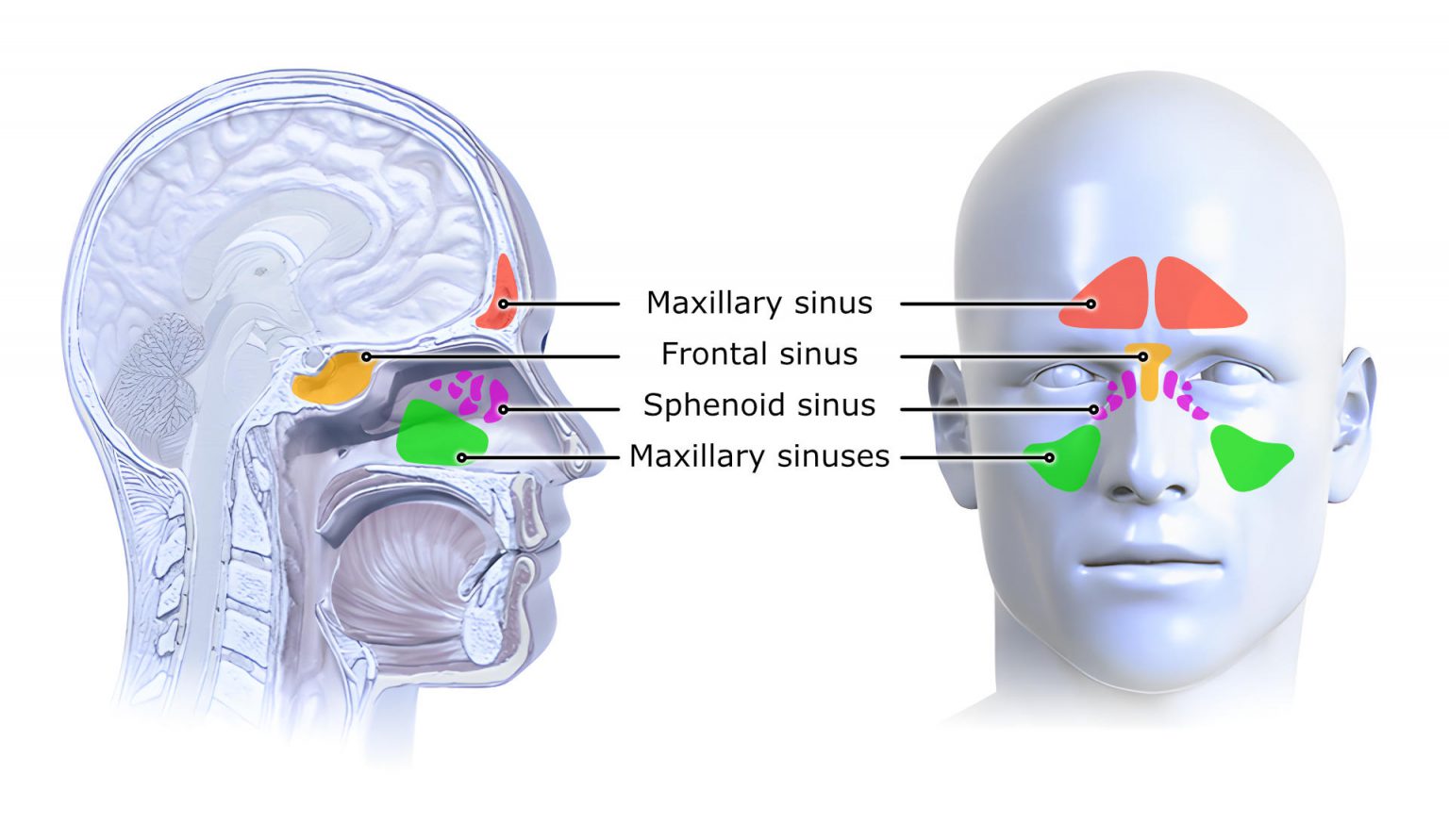 Illustration paranasal sinuses - MedicalGraphics