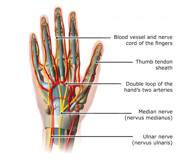 Illustration anatomy hand - MedicalGraphics