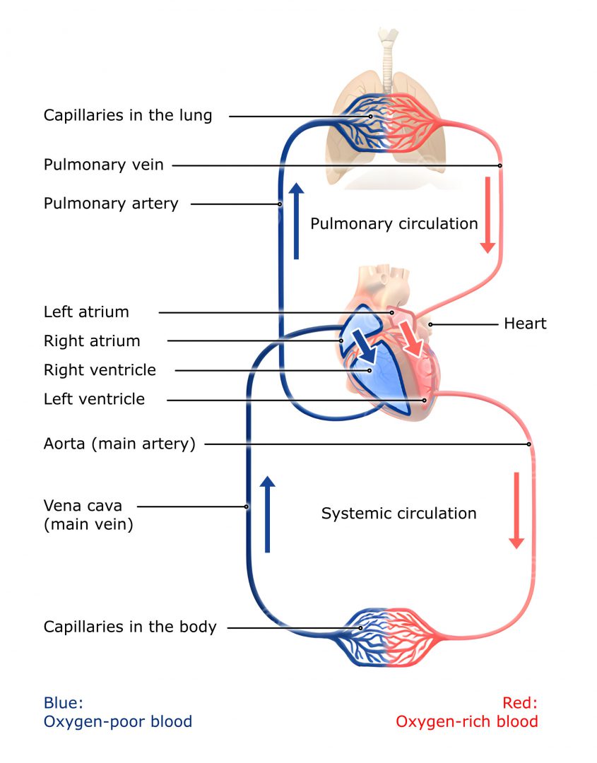 Schematic illustration circulatory system - MedicalGraphics