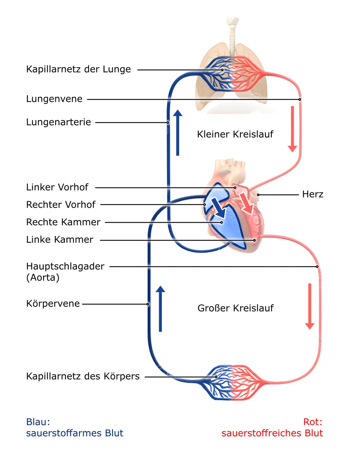 Schematische Illustration Blutkreislauf - MedicalGraphics