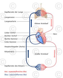 Schematische Illustration Blutkreislauf - MedicalGraphics