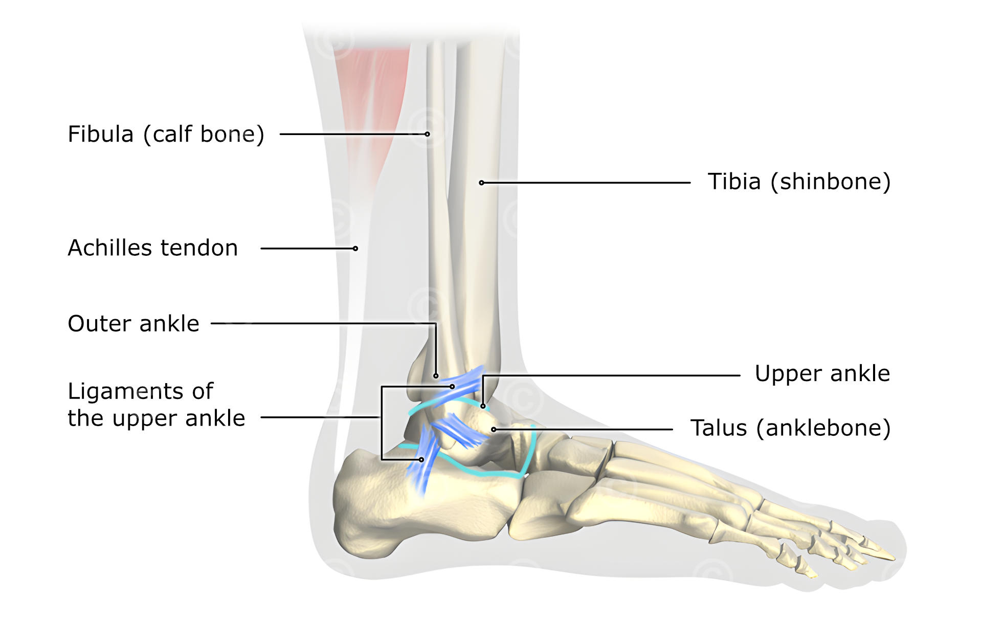 https://www.medicalgraphics.de/wp-content/uploads/2014/04/ankle-injury-big.jpg