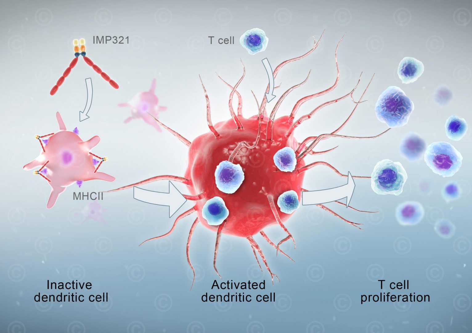 Animation Immunotherapy With Imp321 Medicalgraphics 7186