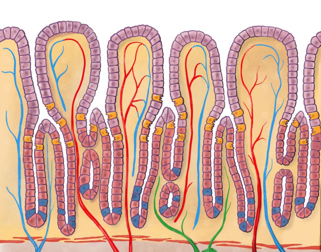 Graphic Gastric Glands Medicalgraphics