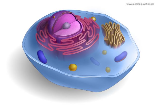 Free Illustration human cell