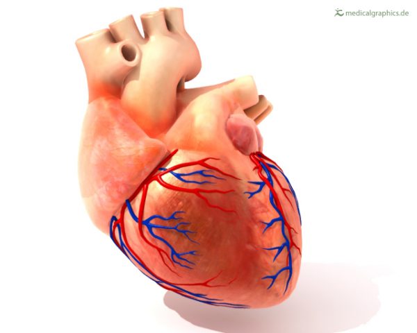 Free Illustration Heart with coronary arteries