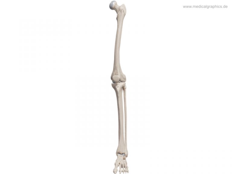 Free illustration Leg bones - frontal