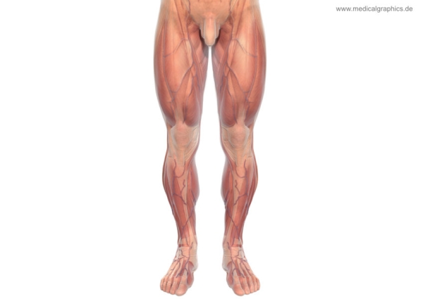 Free illustration Muscles legs front male - white