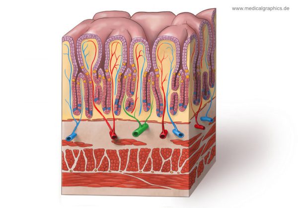 free-illustration-stomach-wall-with-gastric-glands