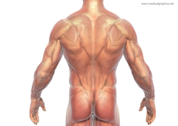 muscular backs