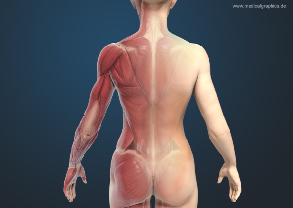 https://www.medicalgraphics.de/wp-content/uploads/2023/01/muscles-back-torso-woman-dark.jpg
