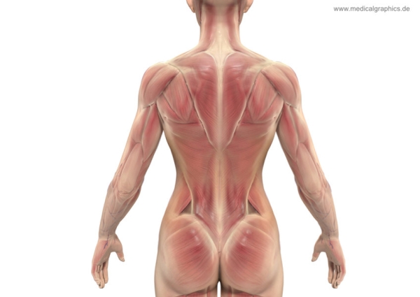 Free illustration Muscles back torso woman - white