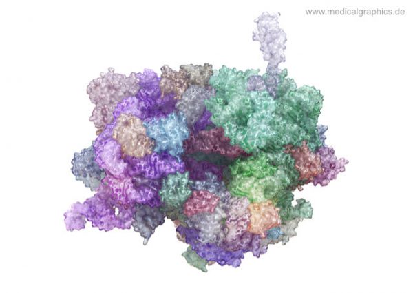 Free illustration Ribosome