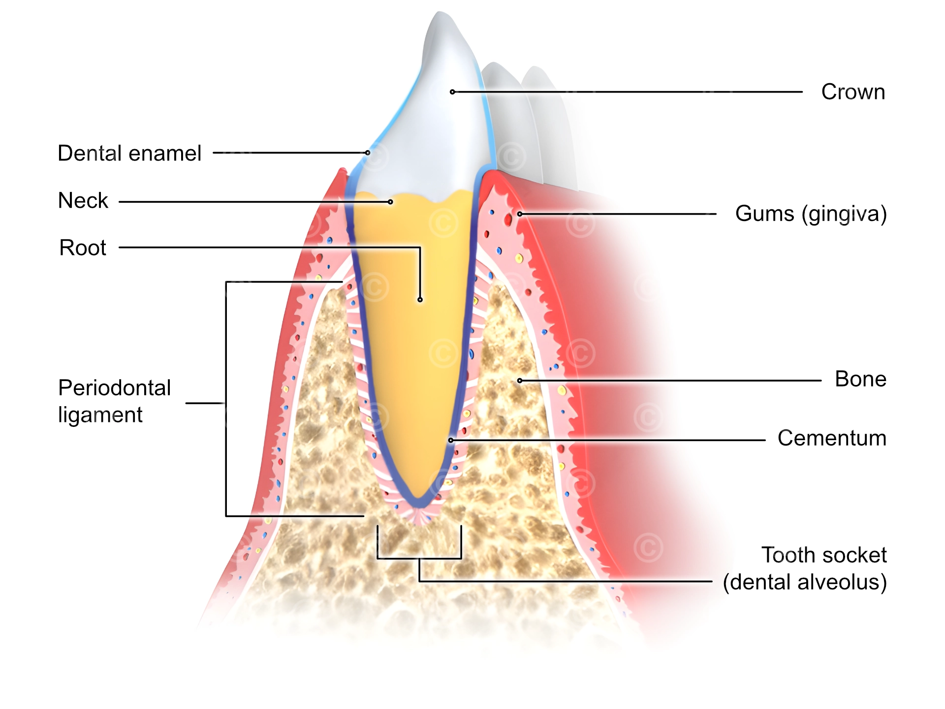 Illustration periodontium tooth - MedicalGraphics