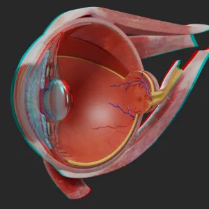 auge-anatomie-muskeln-netzhaut-schnittansicht-anaglyph-3d