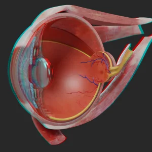 eye-anatomy-muscle-retina-section-view-anaglyph-3d