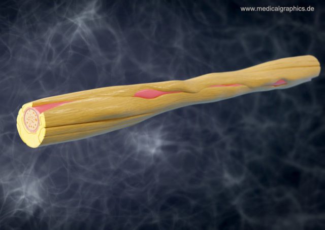 Unmyelinated nerve fiber - dark - MedicalGraphics